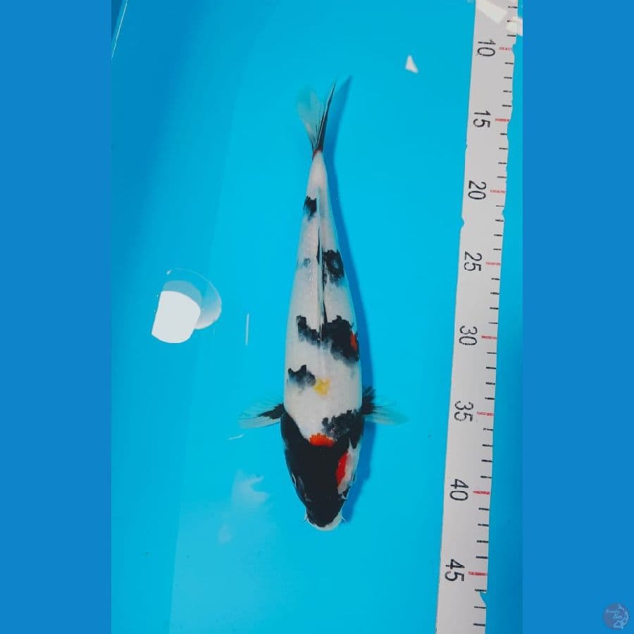SHOWA 28 CM