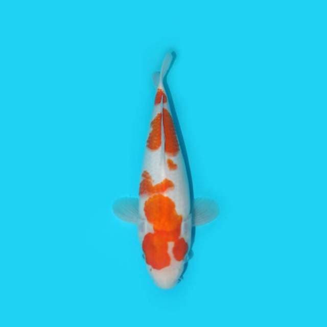 KOHAKU 28 CM
