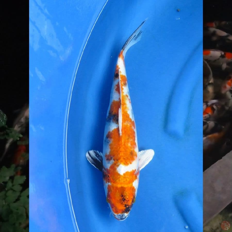 32cm , Kin Showa