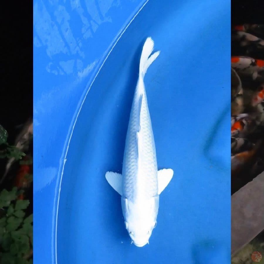 29cm , Platinum SQ , Ml