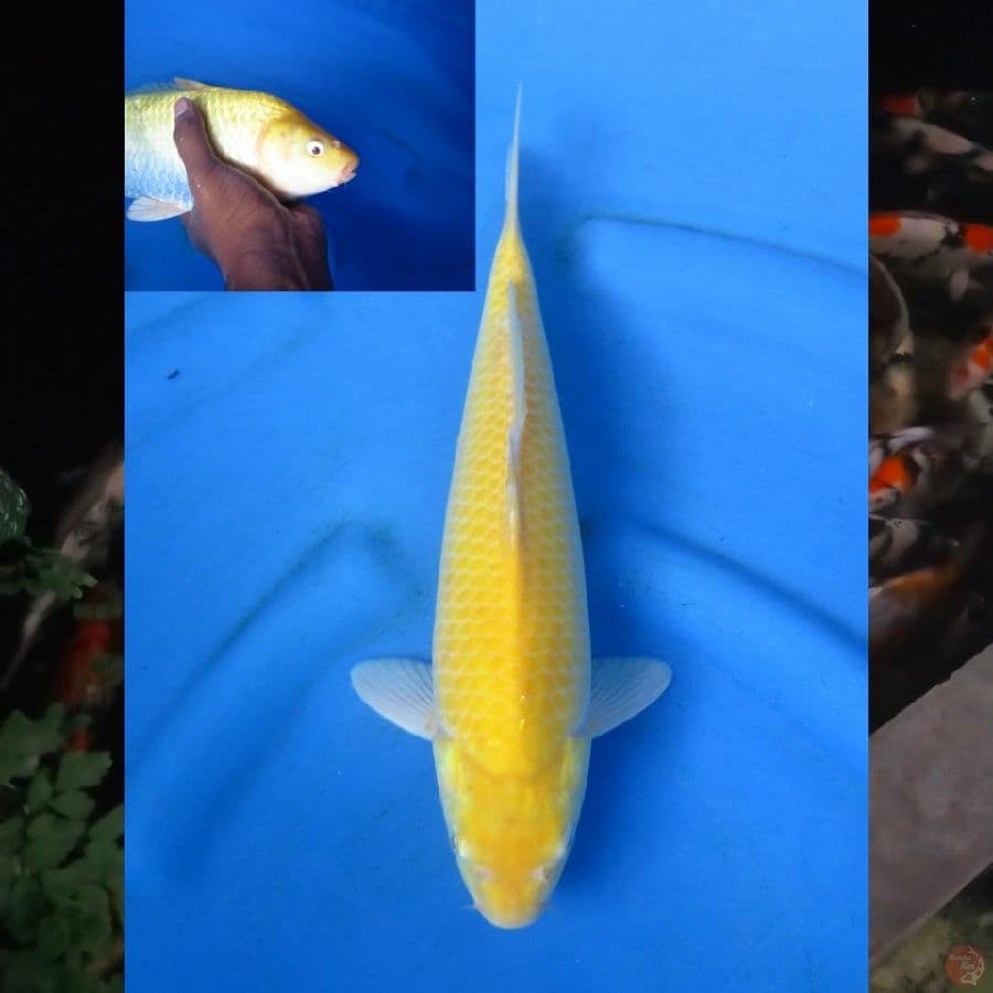 33cm , Mata Merah , Ml