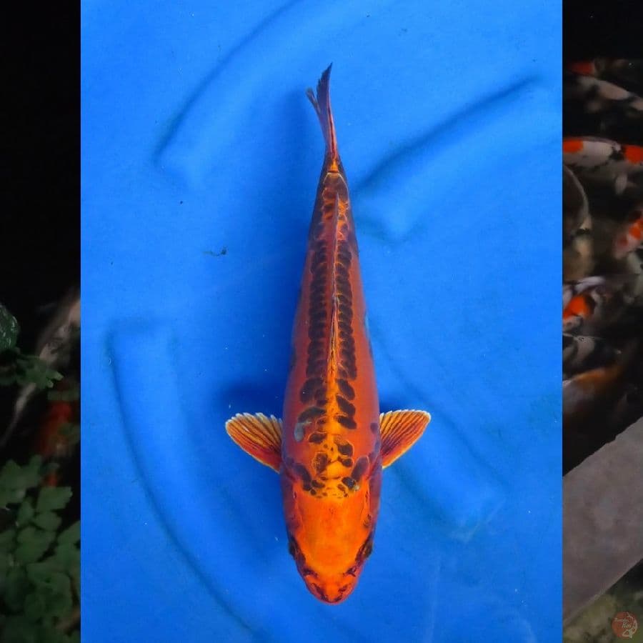 36cm , Mizuho Aragoke , Ml