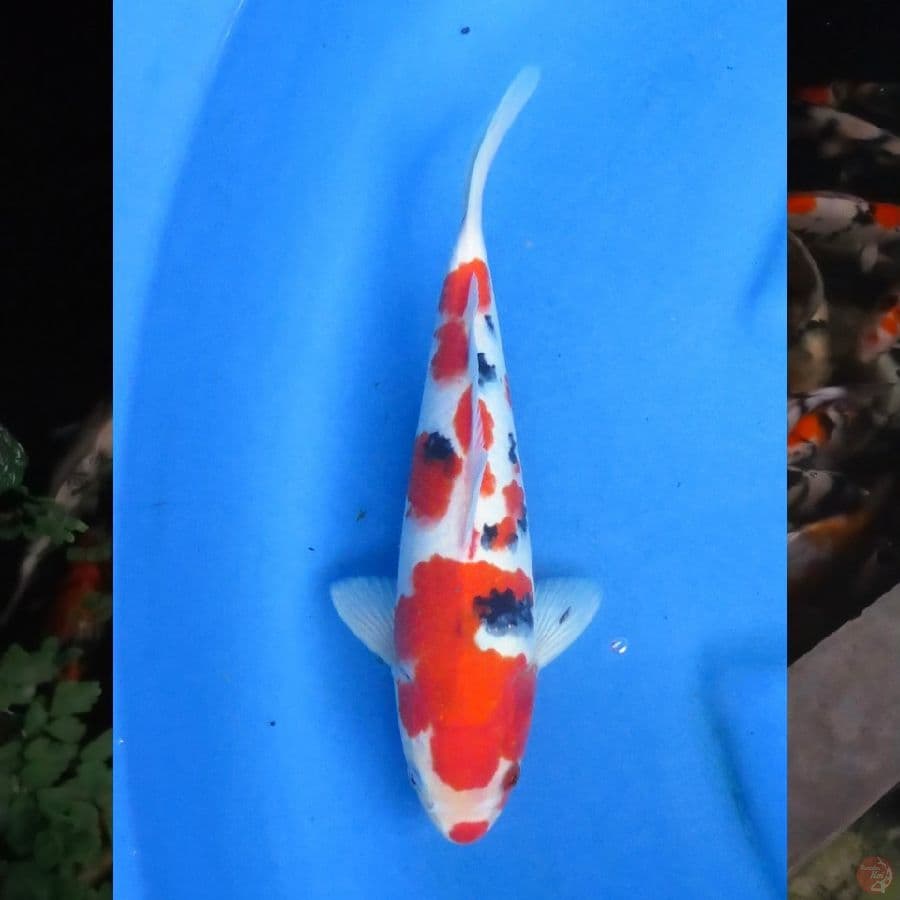 27cm , Red Sanke , Ml