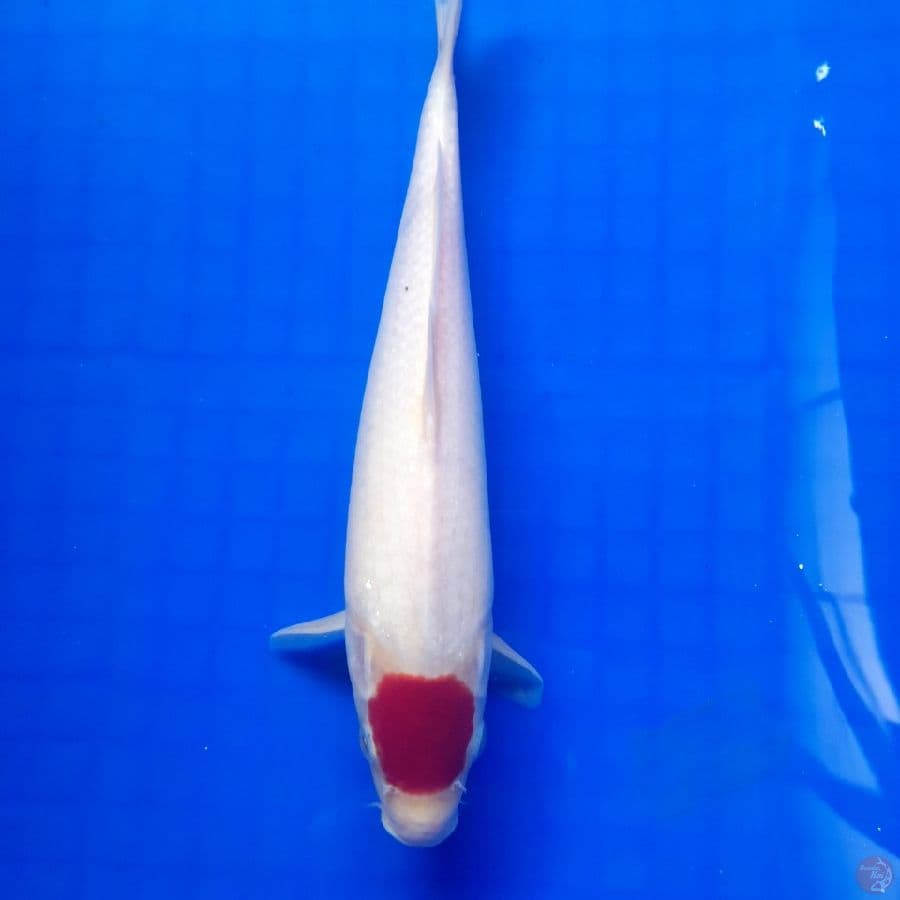 25 cm tancho kohaku