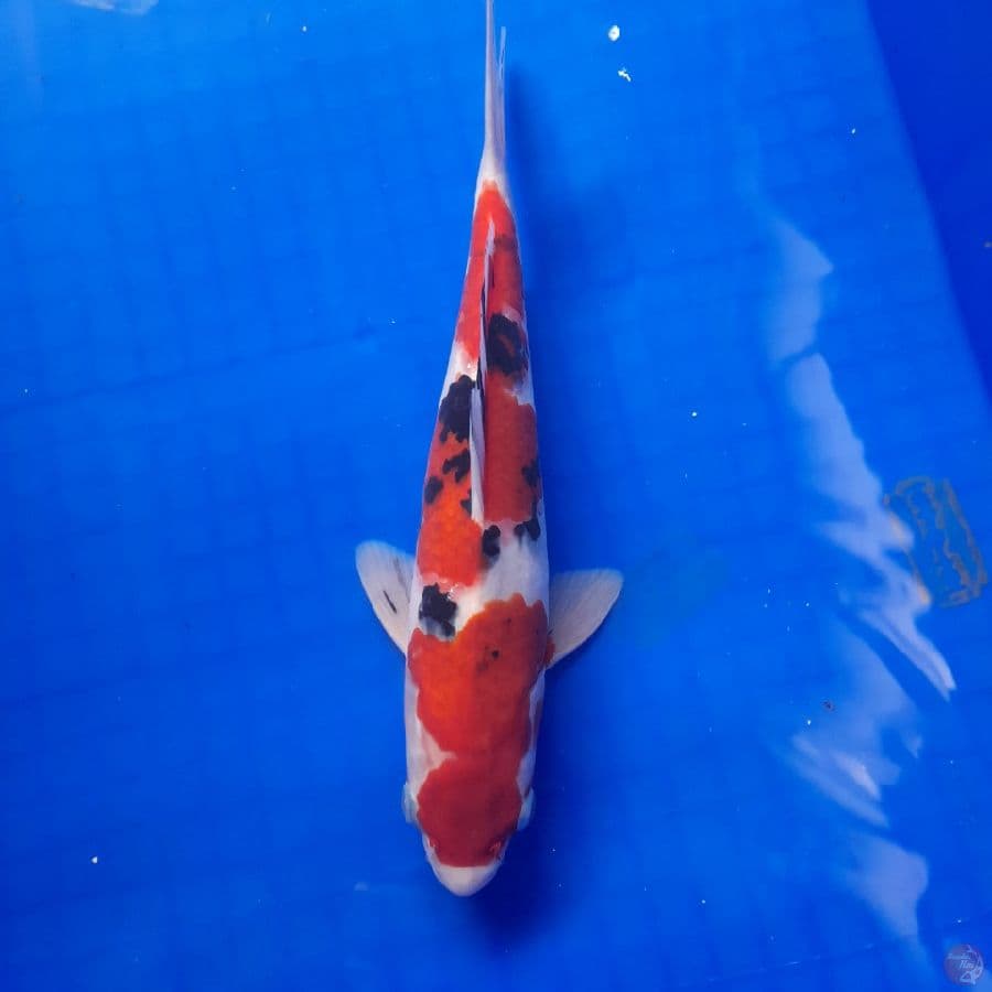 sanke 27 cm