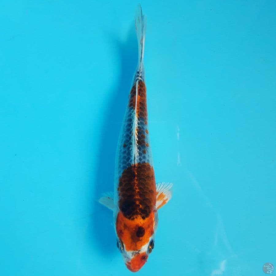 Kujaku Racing 14cm