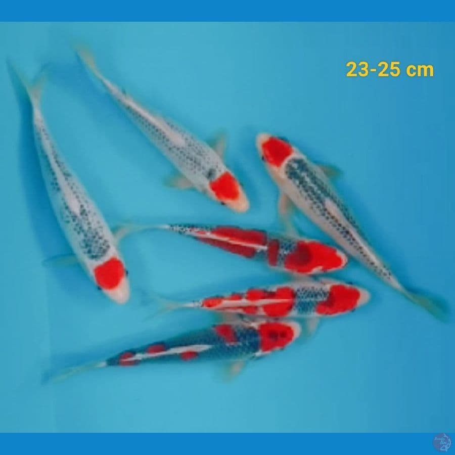 mixs original 23-25 cm