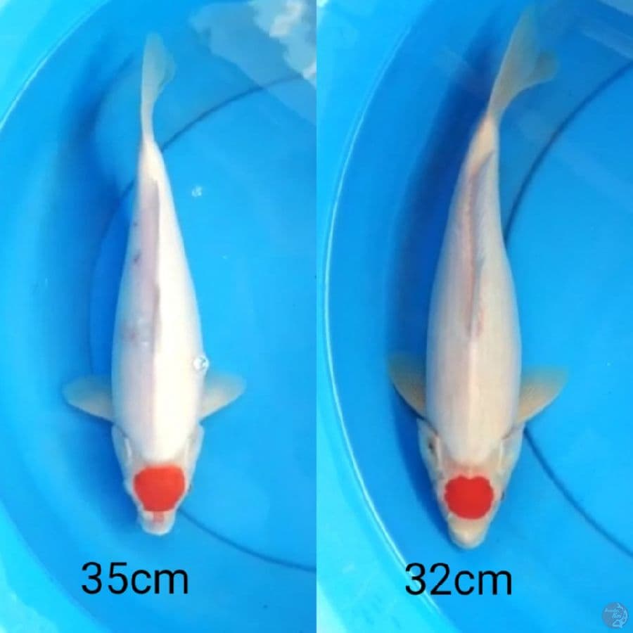 tancho 32&35cm