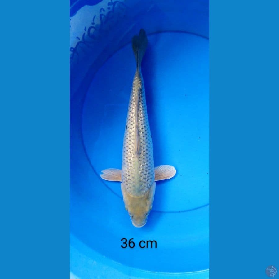 soragoi ginrin punuk 36 cm
