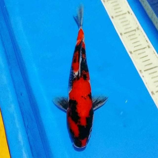 Showa siap show merah pekat