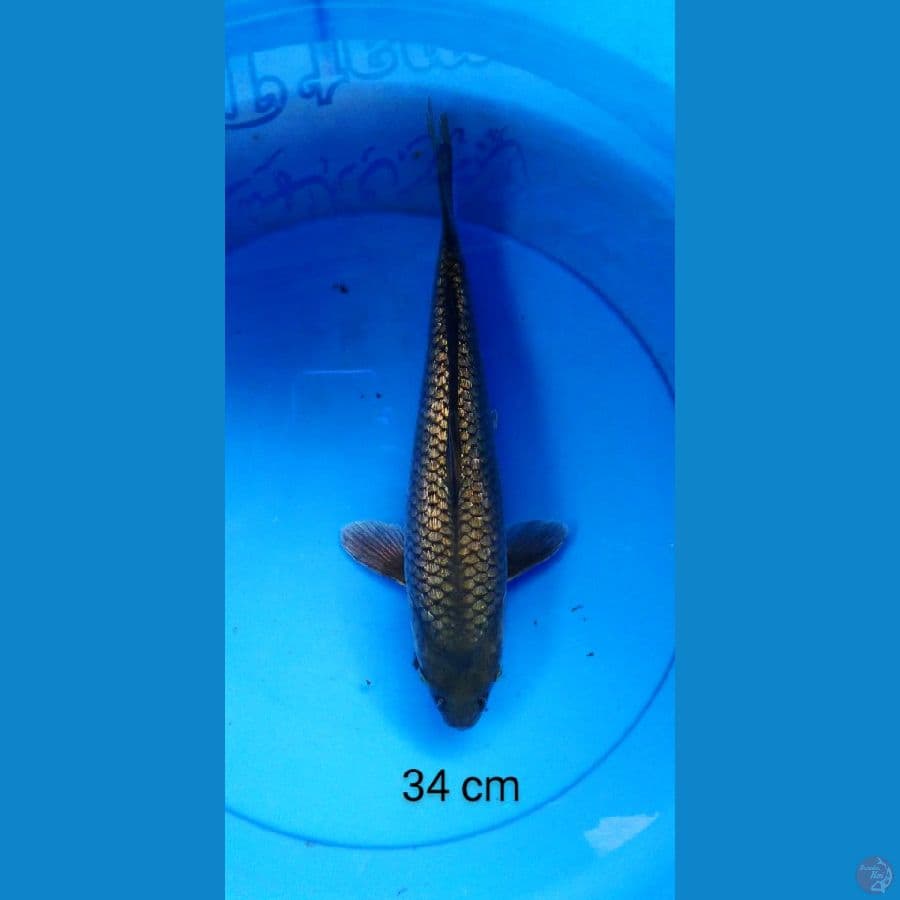 soragoi ginrin punuk 34 cm