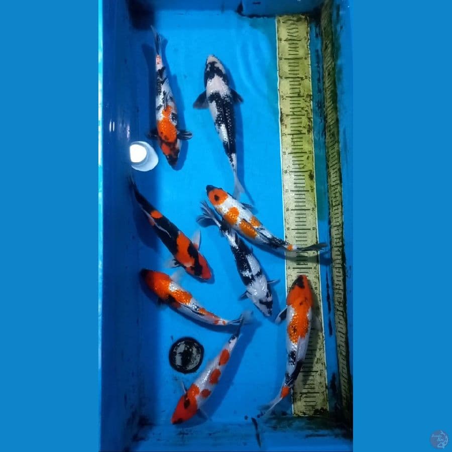 Paket 8 ekor 31-37cm