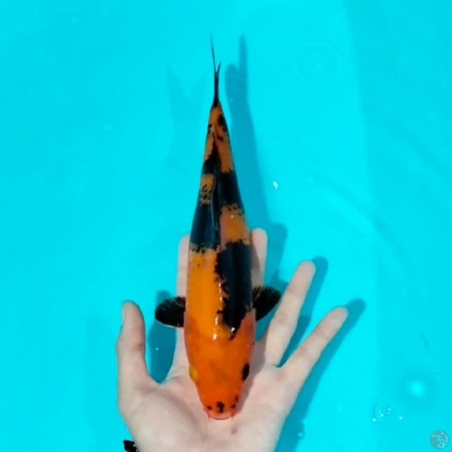 utsuri 25cm