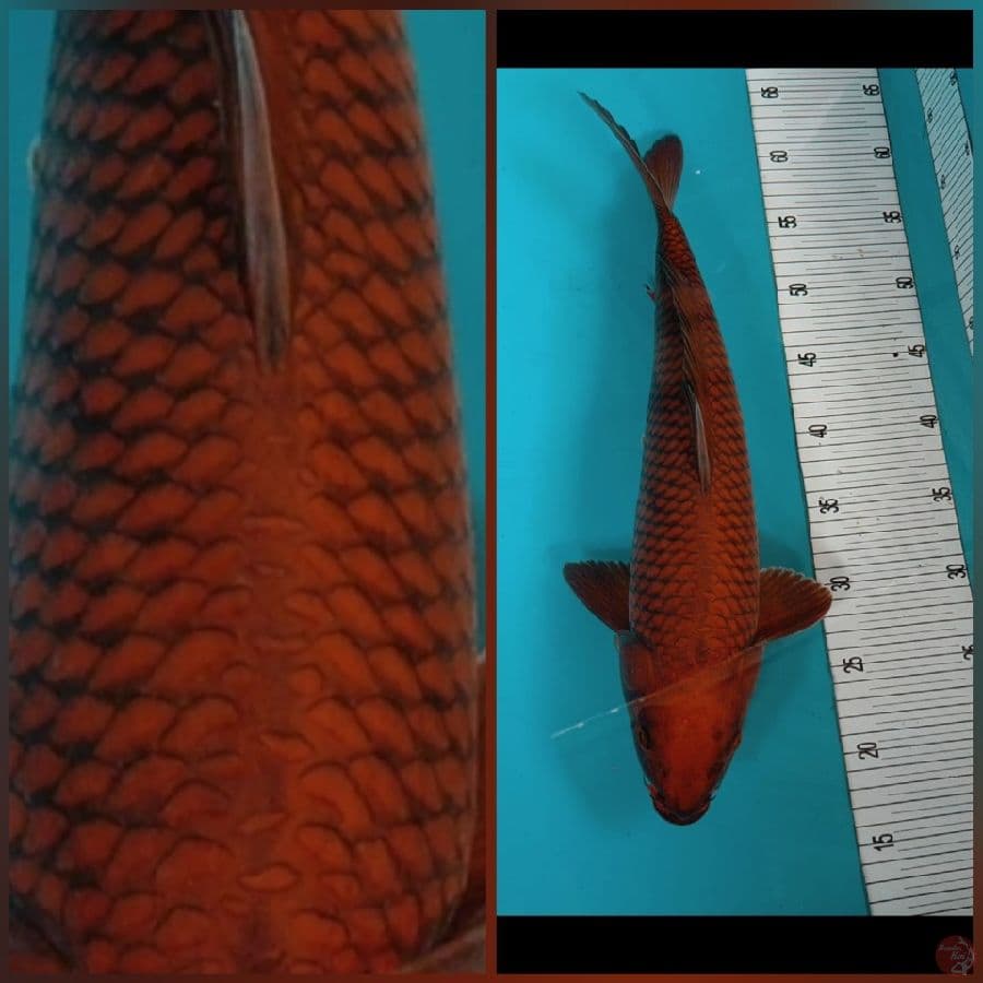 chagoi 43cm