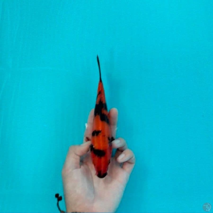 utsuri 20cm