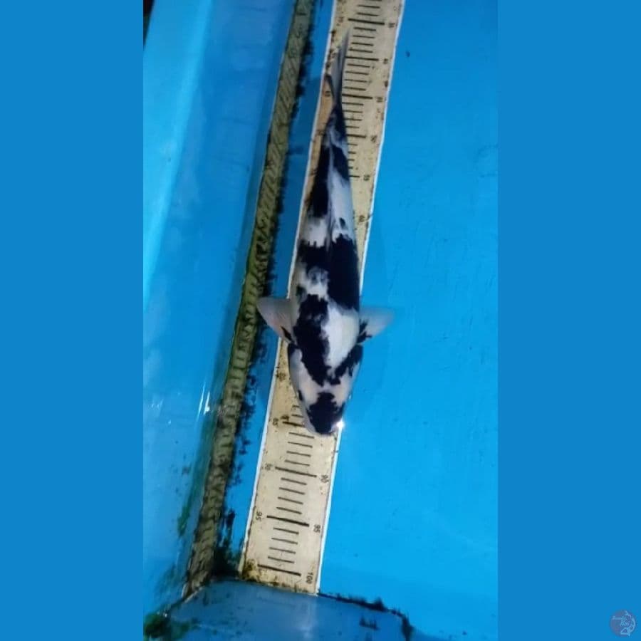 Shiro 43cm