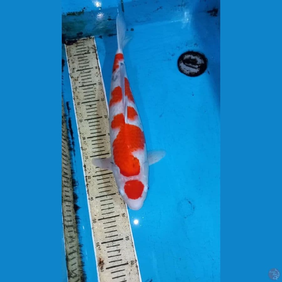 Sanke 50cm