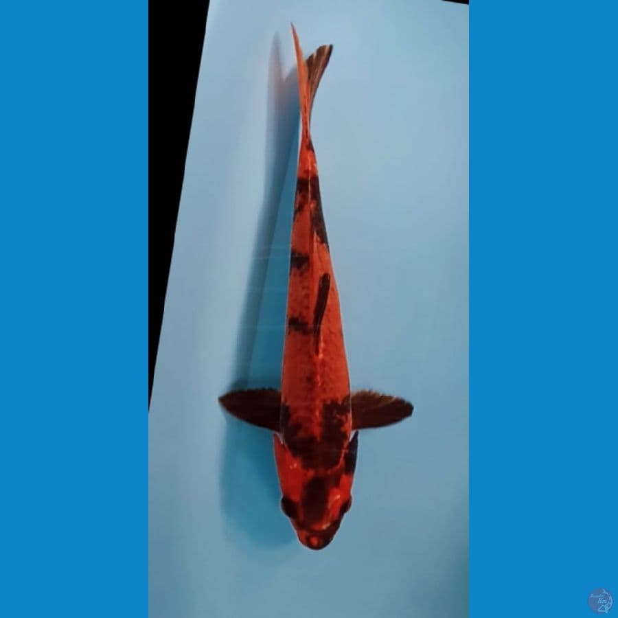 40cm Kage Hi Utsuri
