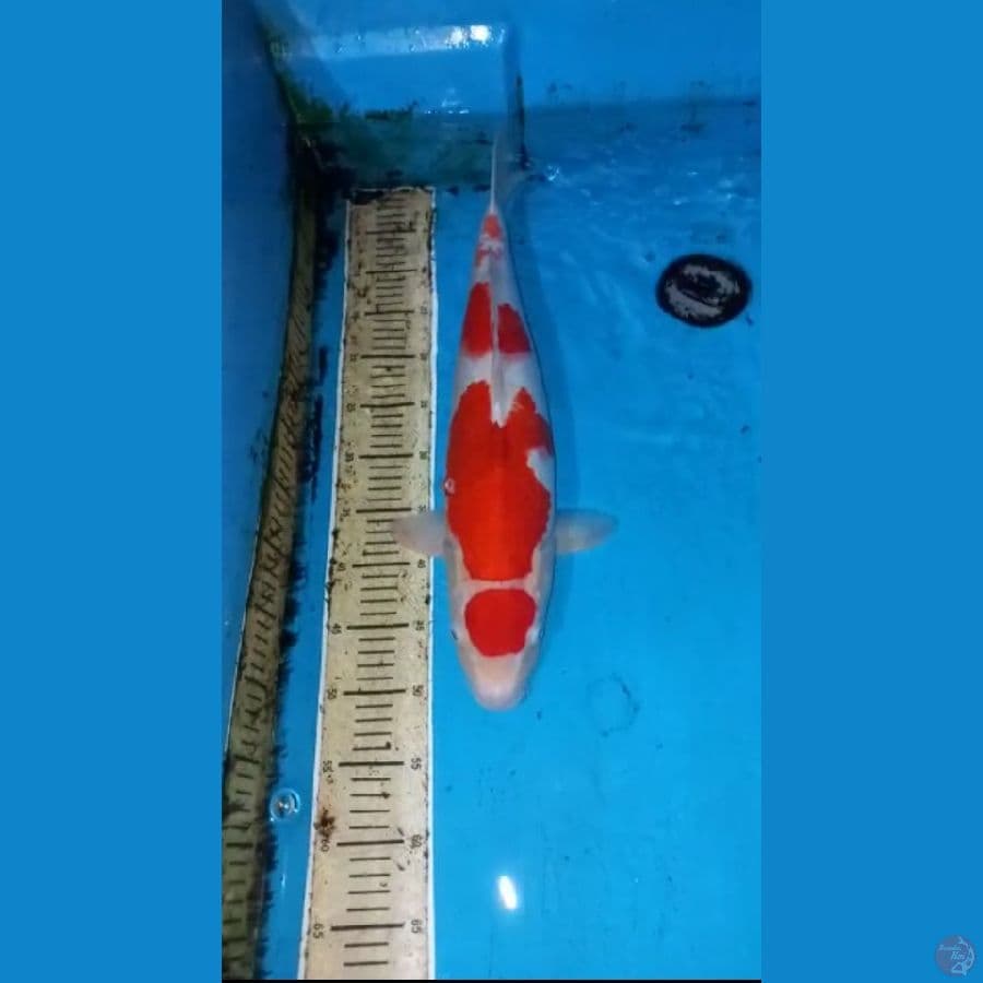ai goromo 54cm