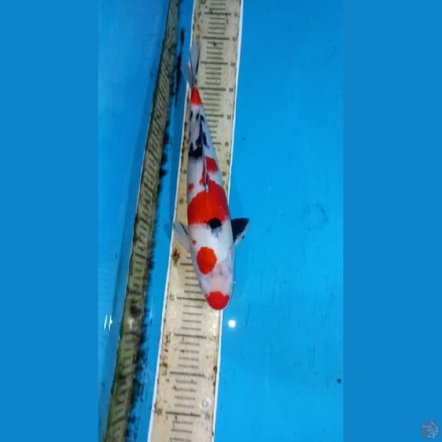 Sanke 41cm