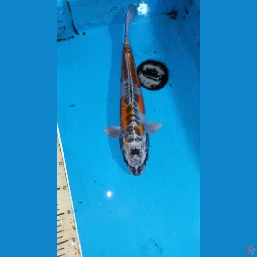 Kawarimono 40cm
