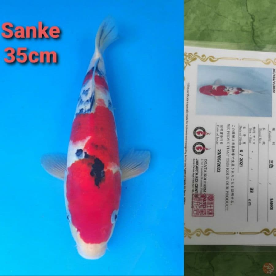 OGATA SANKE 35CM