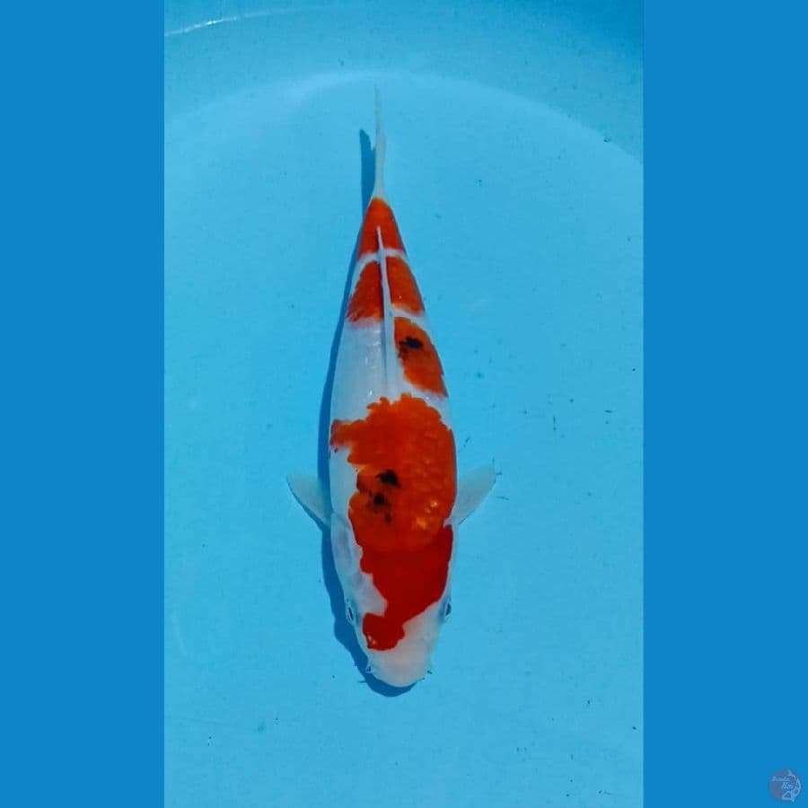 SANKE 28CM
