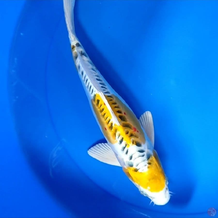 DOITSU HARIWAKE 29CM