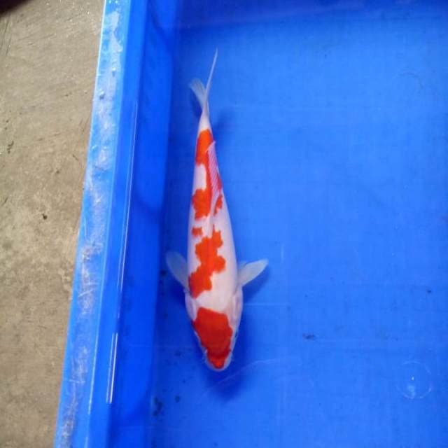 Kohaku size 26 cm