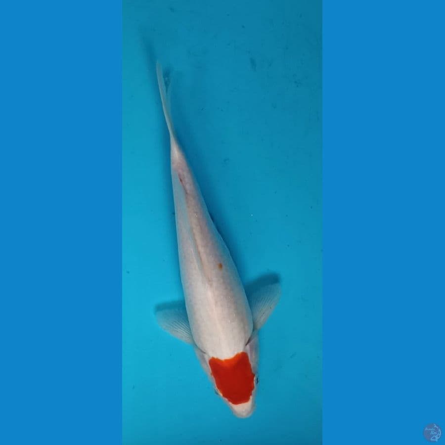 TANCHO KOHAKU