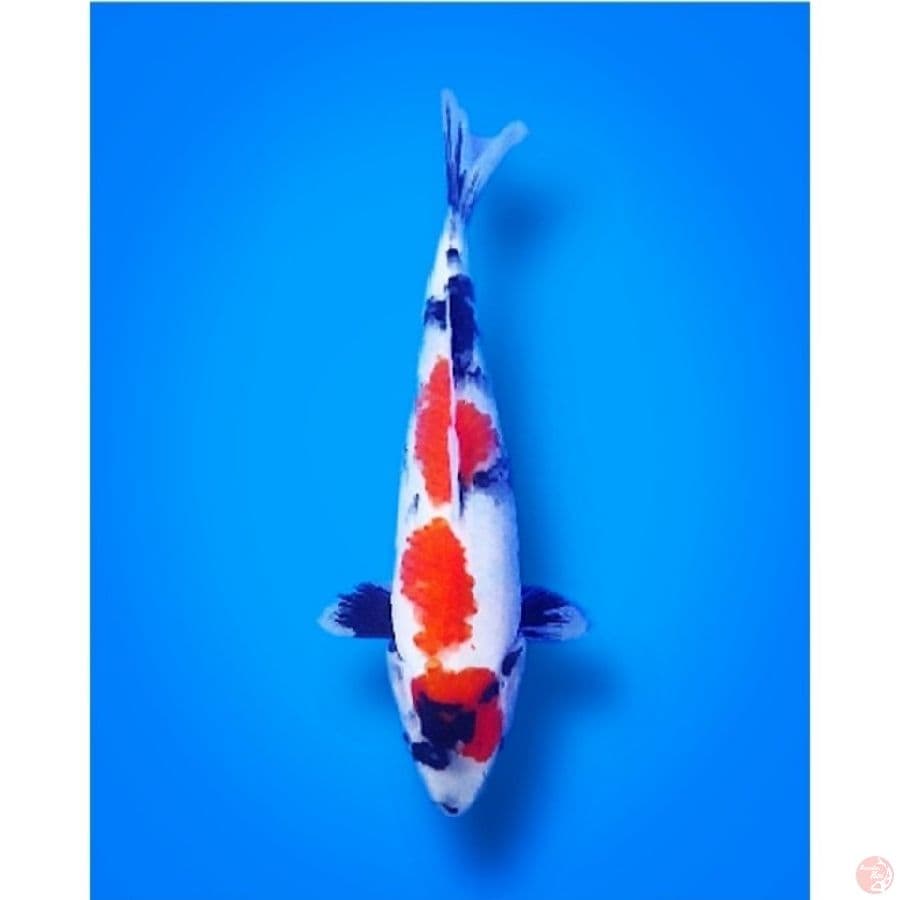 Maruten Showa 25CM Male
