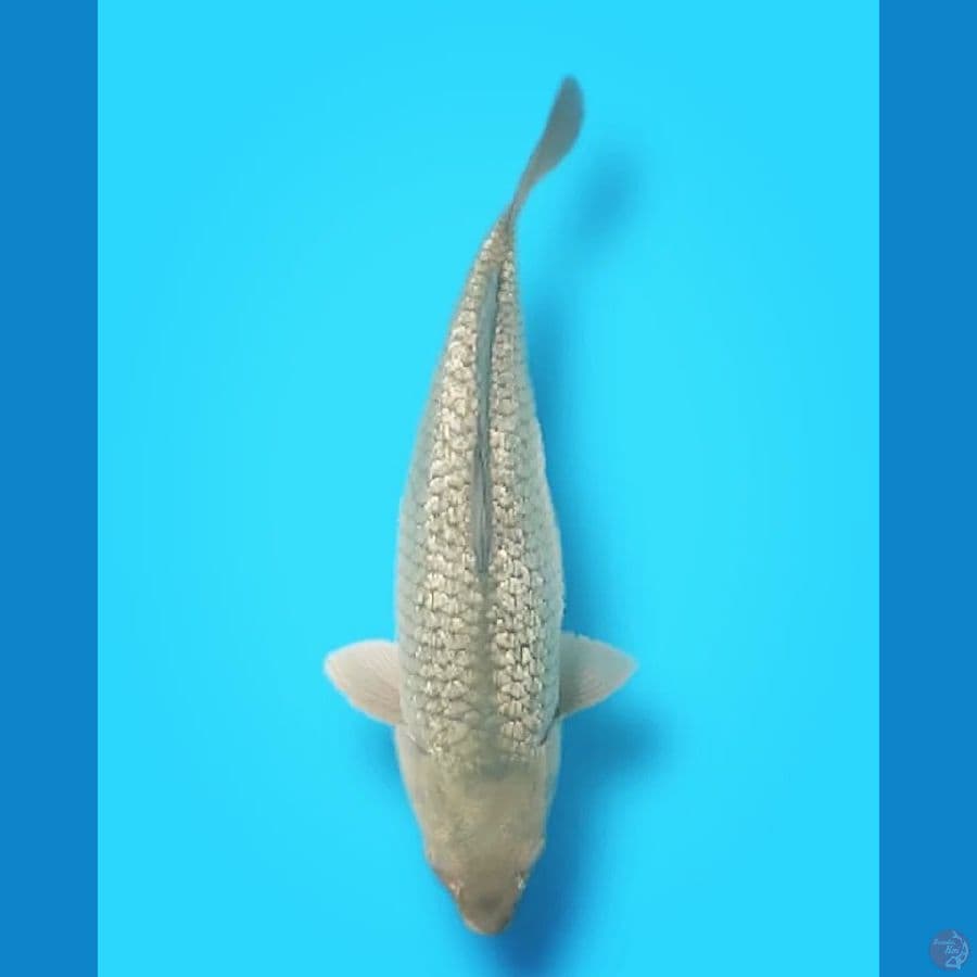 SORGIN Jumbo 45 Female