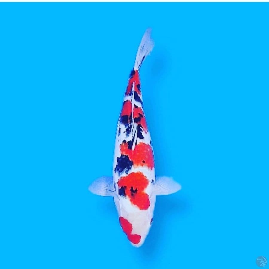 Taisho Sanshoku 40CM Female