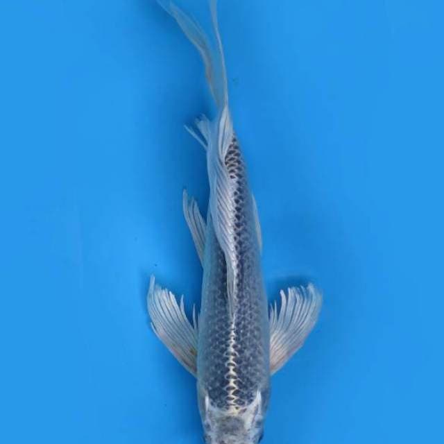 Kumpai 40 cm