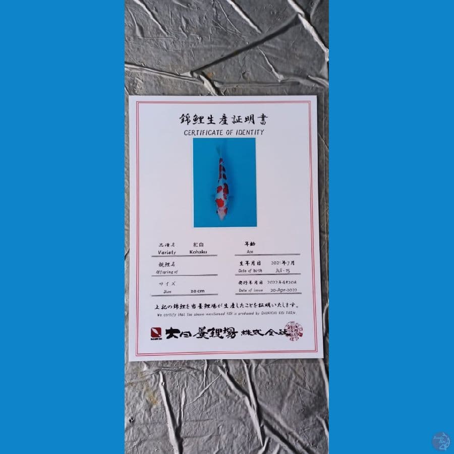 Dainichi Kohaku Sz 25cm