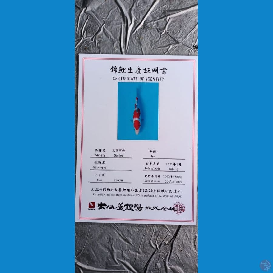 Dainichi Sanke 25cm