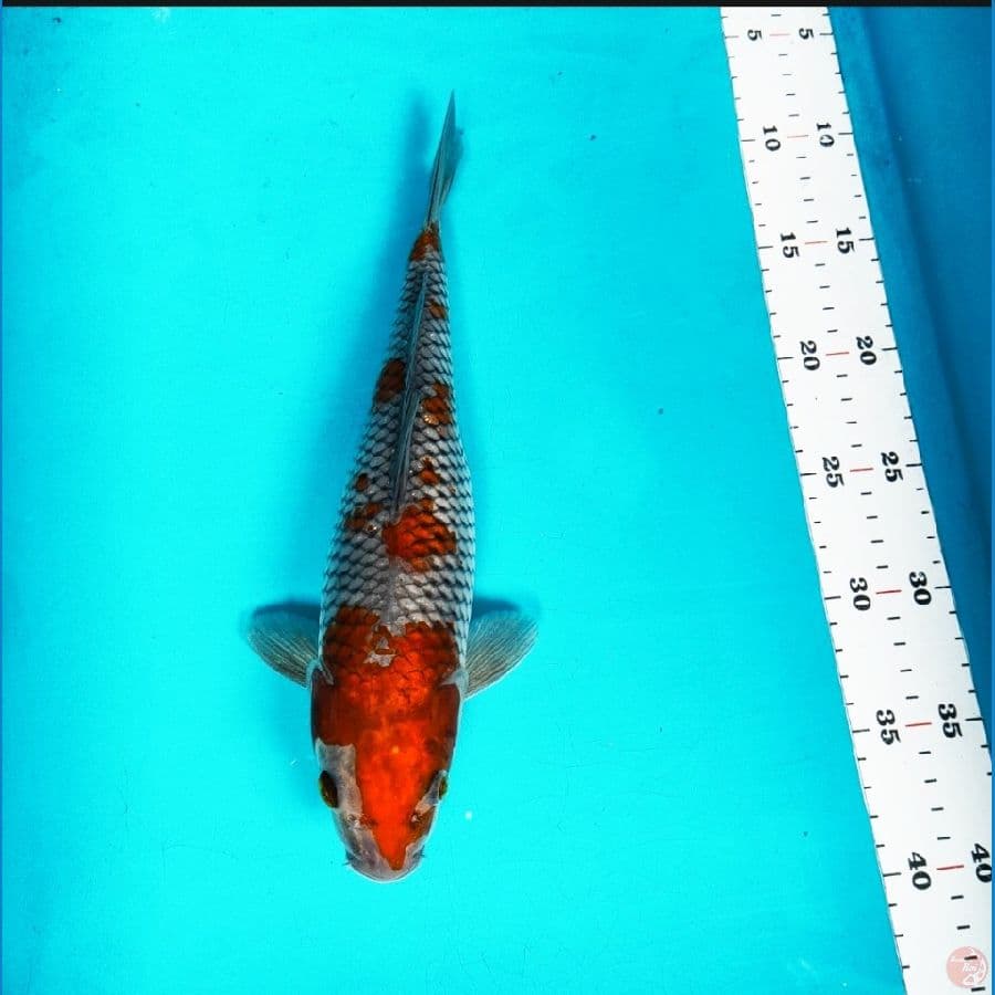 ochiba shigure 29cm