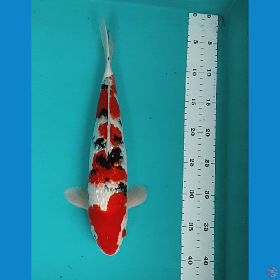 sanke strong 35cm male