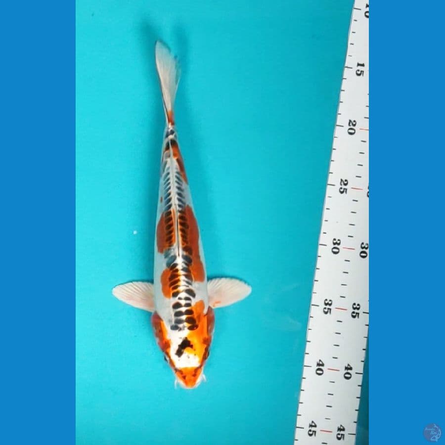 kujaku doit jos 25cm male