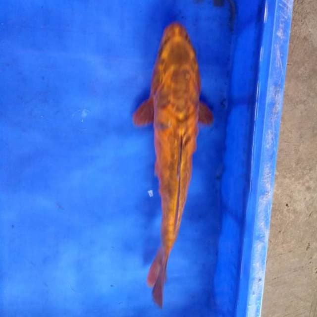 Kawarimono 35 cm