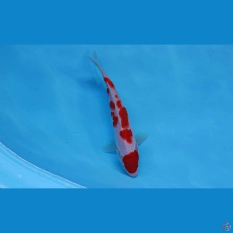 MARUTEN SQ 16cm