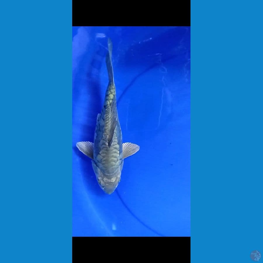 Shoragoi Short body