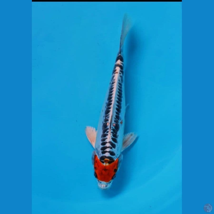 Tancho Kujaku Doit 23cm