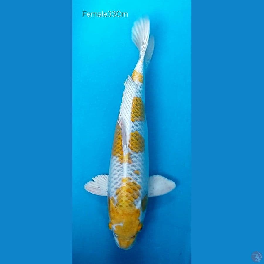 Hariwake F33Cm (Dna impor)