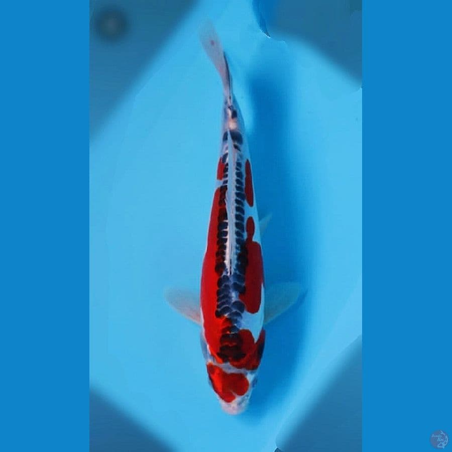 Kujaku Doit 25cm