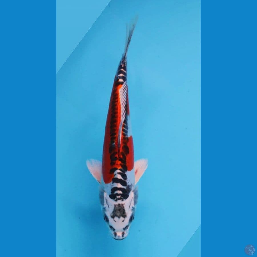 Kujaku doit 23cm
