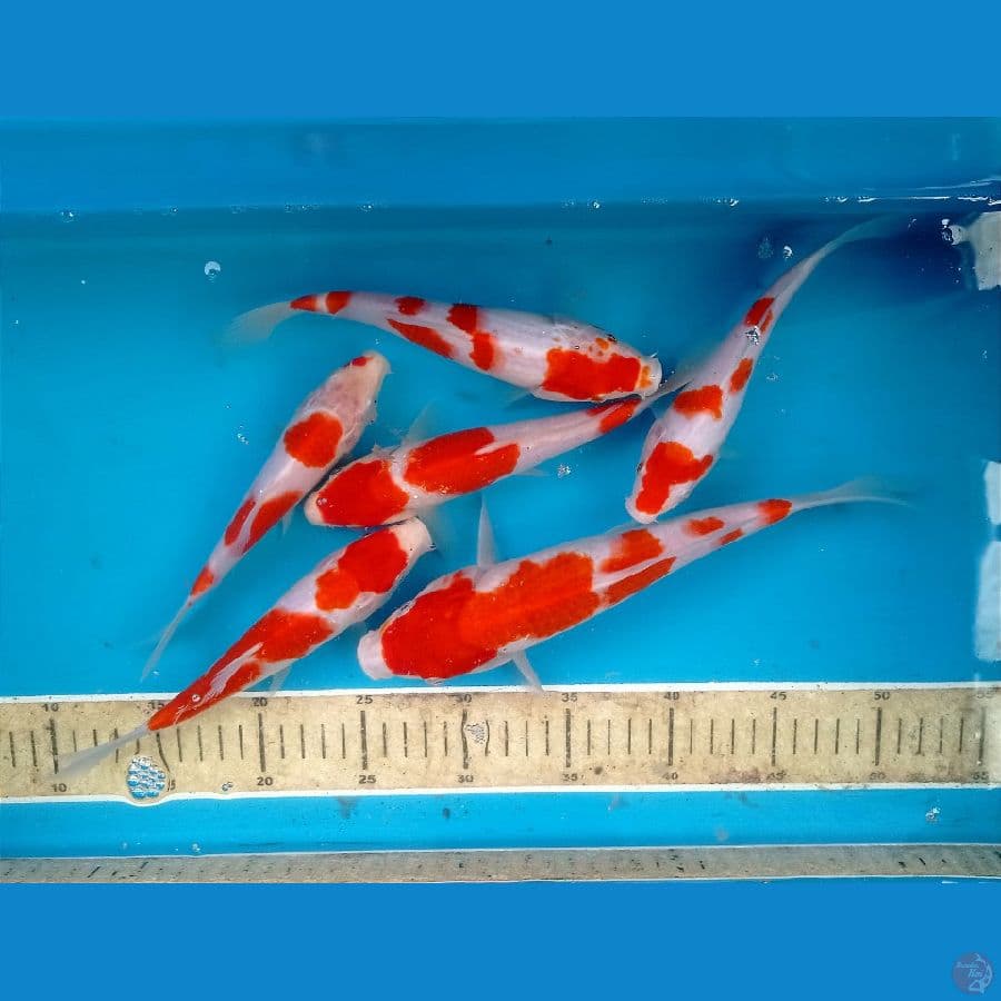 kohaku 18-26cm