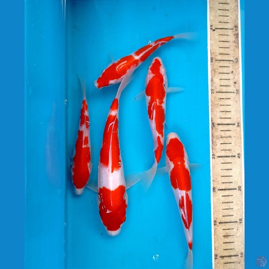 kohaku 17-25cm