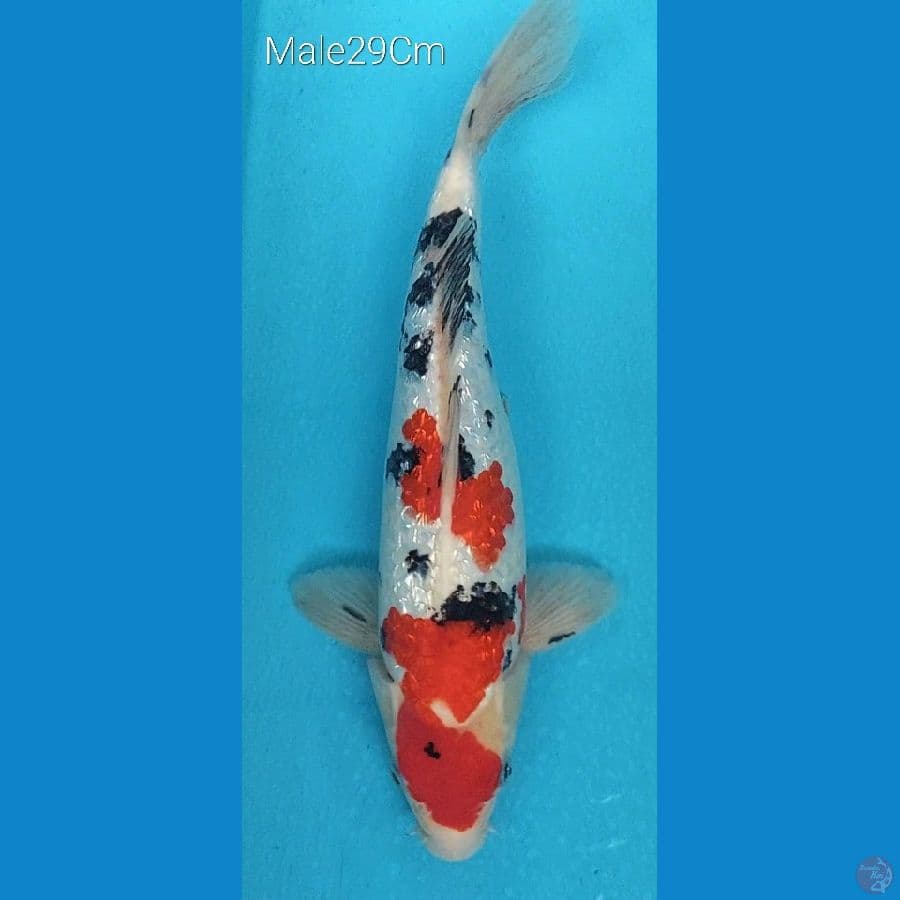 Sanke Ginrin M29Cm