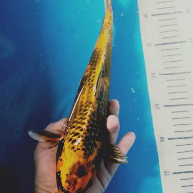 Kin utshuri 37cm